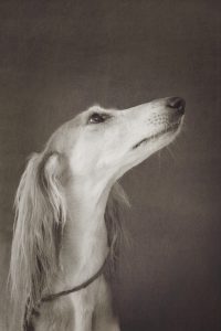 Muotokuva: ystävän saluki-koira (2014)